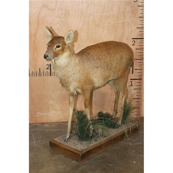 Life-sized CHINESE WATER DEER on a Decorative Wood Base