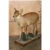 Image 1 : Life-sized CHINESE WATER DEER on a Decorative Wood Base