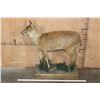 Image 2 : Life-sized CHINESE WATER DEER on a Decorative Wood Base