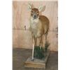 Image 3 : Life-sized CHINESE WATER DEER on a Decorative Wood Base