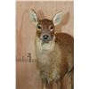 Image 4 : Life-sized CHINESE WATER DEER on a Decorative Wood Base