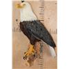 Image 1 : BALD EAGLE Reproduction Perched on a Wood Log Wall Hanging Base