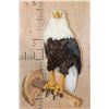 Image 2 : BALD EAGLE Reproduction Perched on a Wood Log Wall Hanging Base