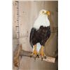 Image 3 : BALD EAGLE Reproduction Perched on a Wood Log Wall Hanging Base