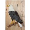 Image 4 : BALD EAGLE Reproduction Perched on a Wood Log Wall Hanging Base