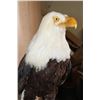 Image 5 : BALD EAGLE Reproduction Perched on a Wood Log Wall Hanging Base