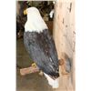 Image 7 : BALD EAGLE Reproduction Perched on a Wood Log Wall Hanging Base