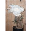 Image 3 : Reproduction Female SNOWY OWL on a Decorative Log Base