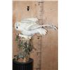 Image 4 : Reproduction Female SNOWY OWL on a Decorative Log Base