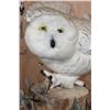 Image 5 : Reproduction Female SNOWY OWL on a Decorative Log Base