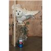 Image 8 : Reproduction Female SNOWY OWL on a Decorative Log Base