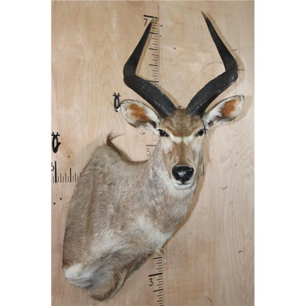 MOUNTAIN NYALA Shoulder Mount