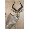 Image 1 : MOUNTAIN NYALA Shoulder Mount