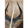 Image 8 : MOUNTAIN NYALA Shoulder Mount