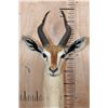 Image 4 : GERENUK Floor or Table Pedestal Mount