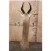 Image 8 : GERENUK Floor or Table Pedestal Mount