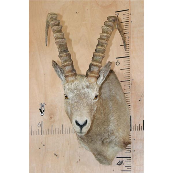 IBEX Shoulder Mount
