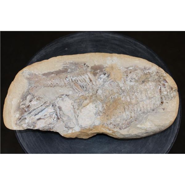 Big Fossilized KNIGHTIA EOCAENA FISH Specimen in its Fossil Matrix