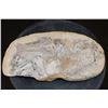 Image 1 : Big Fossilized KNIGHTIA EOCAENA FISH Specimen in its Fossil Matrix