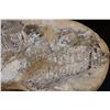 Image 3 : Big Fossilized KNIGHTIA EOCAENA FISH Specimen in its Fossil Matrix