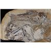 Image 4 : Big Fossilized KNIGHTIA EOCAENA FISH Specimen in its Fossil Matrix