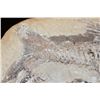 Image 5 : Big Fossilized KNIGHTIA EOCAENA FISH Specimen in its Fossil Matrix