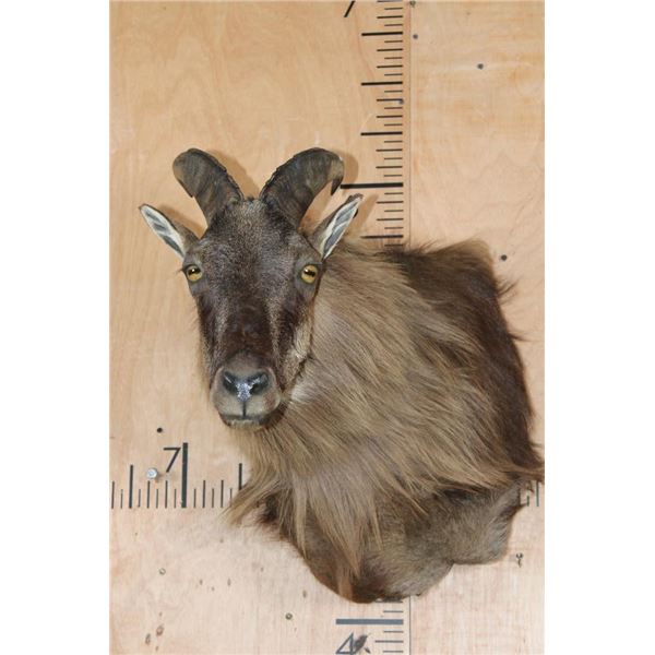HIMALAYAN TAHR Wall Pedestal