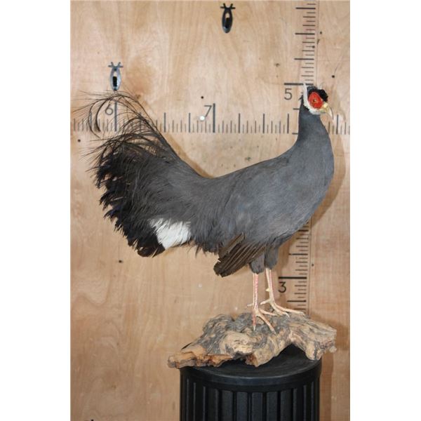 BLUE EARED PHEASANT on a Driftwood Base