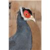 Image 3 : BLUE EARED PHEASANT on a Driftwood Base