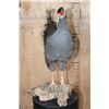 Image 4 : BLUE EARED PHEASANT on a Driftwood Base