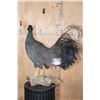 Image 6 : BLUE EARED PHEASANT on a Driftwood Base