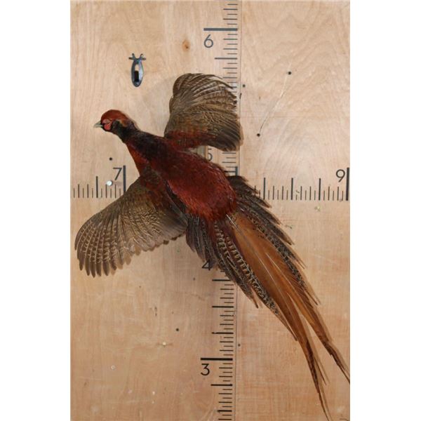 Flying COPPER PHEASANT on a Driftwood Wall Hanging Base