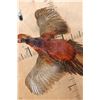 Image 5 : Flying COPPER PHEASANT on a Driftwood Wall Hanging Base