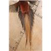Image 6 : Flying COPPER PHEASANT on a Driftwood Wall Hanging Base