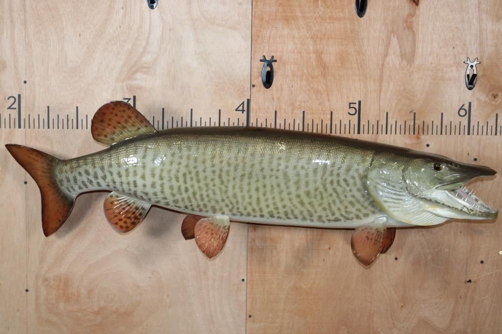 Musky Reproduction Massive Reproduction MUSKIE or MUSKELLUNGE Fish Mount