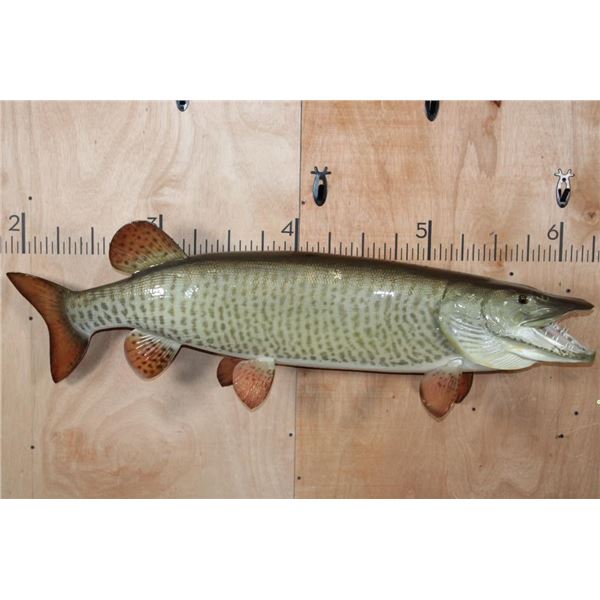 Massive Reproduction MUSKIE or MUSKELLUNGE Fish Mount