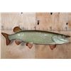 Image 1 : Massive Reproduction MUSKIE or MUSKELLUNGE Fish Mount
