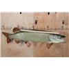 Image 2 : Massive Reproduction MUSKIE or MUSKELLUNGE Fish Mount