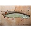 Image 4 : Massive Reproduction MUSKIE or MUSKELLUNGE Fish Mount