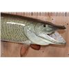 Image 5 : Massive Reproduction MUSKIE or MUSKELLUNGE Fish Mount