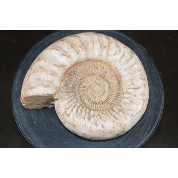 Big AMMONITE FOSSIL Specimen, Weight: 9 lbs