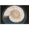 Image 1 : Big AMMONITE FOSSIL Specimen, Weight: 9 lbs