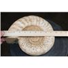Image 2 : Big AMMONITE FOSSIL Specimen, Weight: 9 lbs