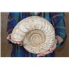 Image 3 : Big AMMONITE FOSSIL Specimen, Weight: 9 lbs