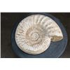Image 4 : Big AMMONITE FOSSIL Specimen, Weight: 9 lbs