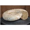 Image 5 : Big AMMONITE FOSSIL Specimen, Weight: 9 lbs