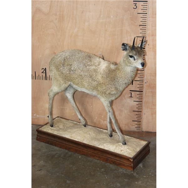 Life-sized KLIPSPRINGER on a Wood Base