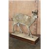 Image 1 : Life-sized KLIPSPRINGER on a Wood Base