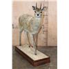 Image 3 : Life-sized KLIPSPRINGER on a Wood Base