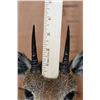 Image 4 : Life-sized KLIPSPRINGER on a Wood Base